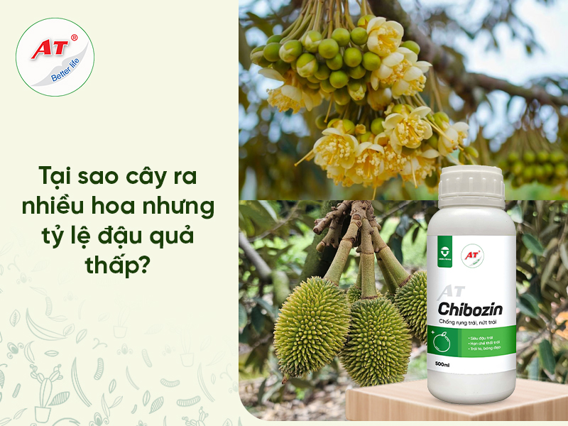 Cây Rụng Hoa Không Đậu Quả