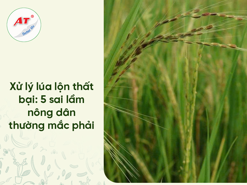 Tại Sao Diệt Lúa Lộn Không Chết? 5 Sai Lầm Khiến Lúa Ma “Tái Sinh” & Cách Xử Lý Tận Gốc