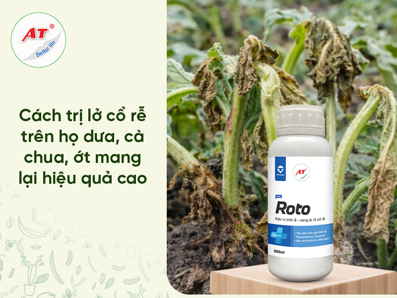 Lở Cổ Rễ Cây Trồng