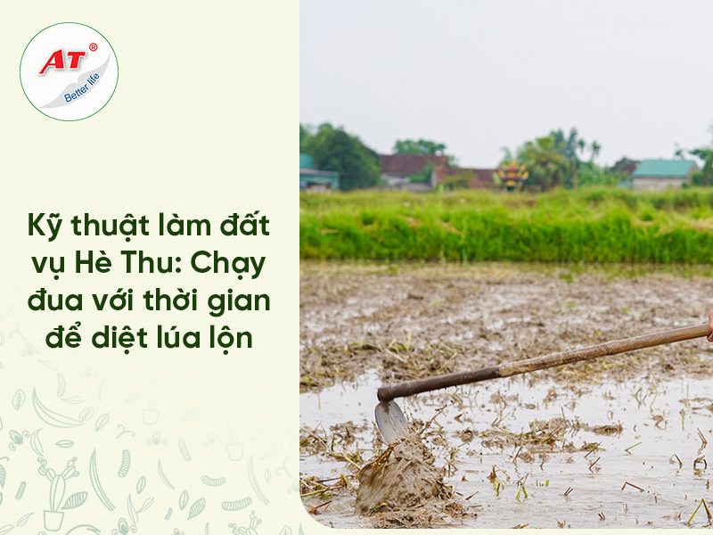 Kỹ Thuật Quản Lý Nước Ruộng Lúa Mùa Mưa: Tối Ưu Hiệu Quả Thuốc Diệt Cỏ & Lúa Lộn