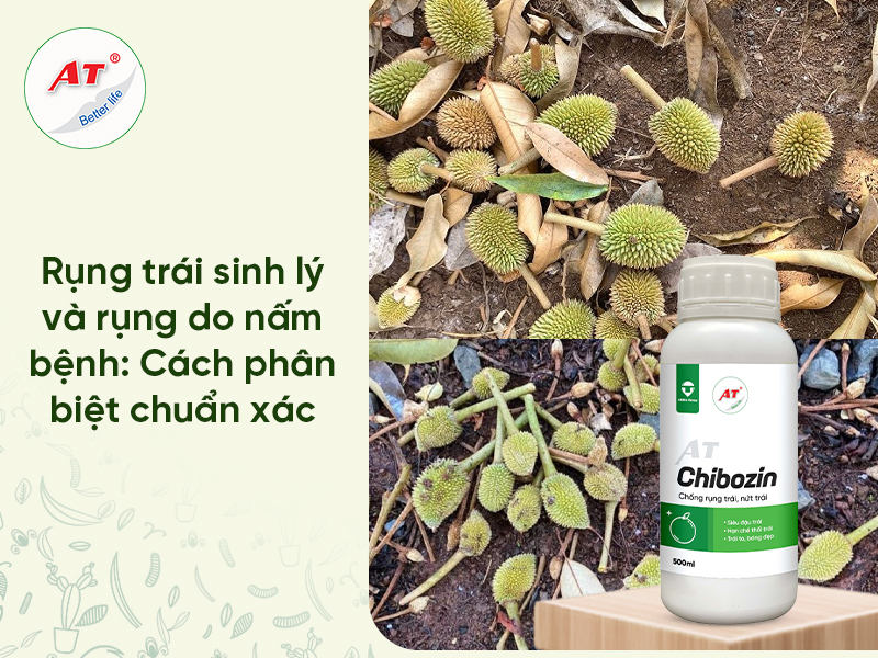 Rụng trái sinh lý