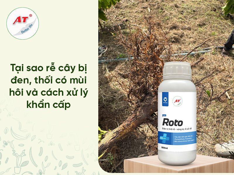 Cấp cứu vườn cây: Tại sao rễ cây bị đen, thối có mùi hôi và Phác đồ sinh học đặc trị