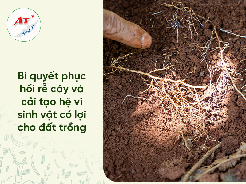 Thuốc Phục Hồi Rễ Cây