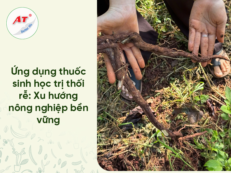 Thuốc Sinh Học Trị Thối Rễ