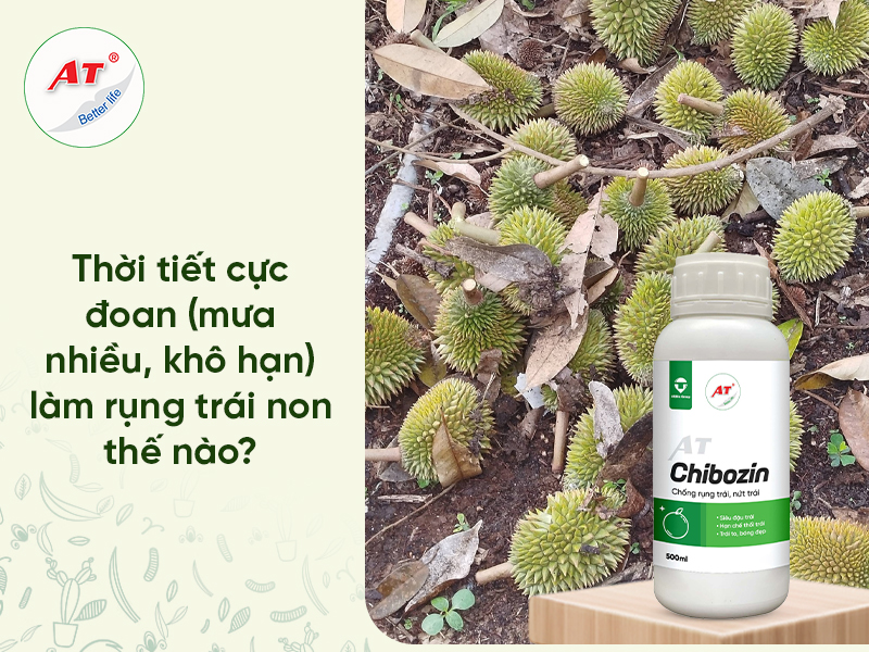 Trái Non Do Thời Tiết
