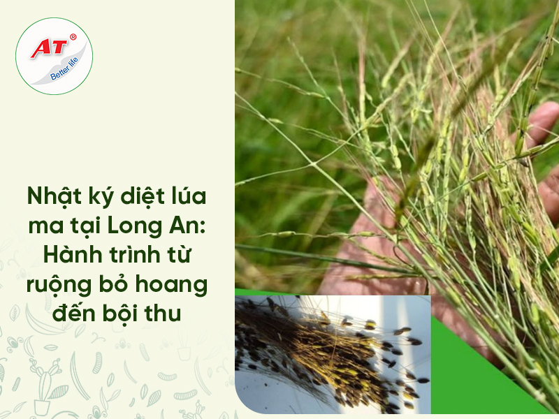 Nhật Ký Trị Lúa Ma Tại Long An: Hành Trình Sinh Học Từ Ruộng Bỏ Hoang Đến Bội Thu