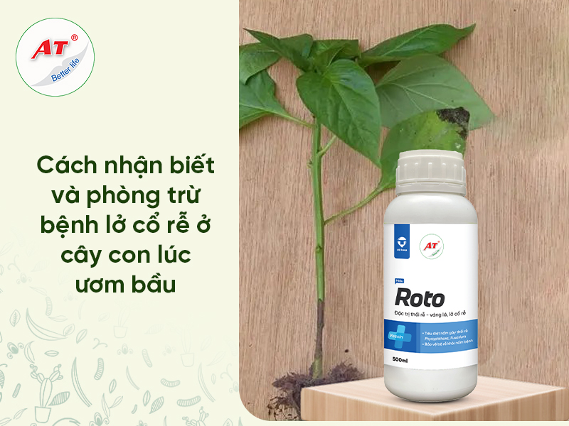 Lở Cổ Rễ Ở Cây Con