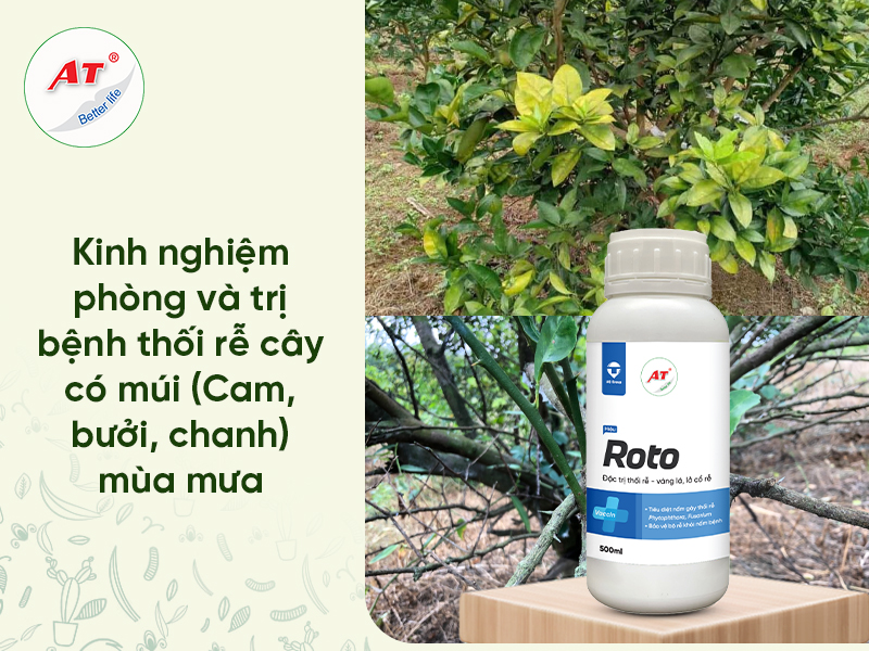 Cách trị bệnh vàng lá thối rễ trên cây có múi tận gốc bằng Công nghệ Sinh học