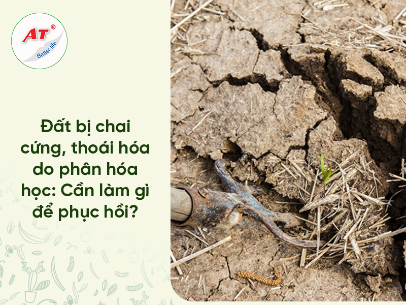 cải tạo đất trồng lúa