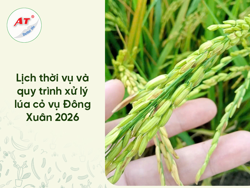 Lúa Vụ Đông Xuân