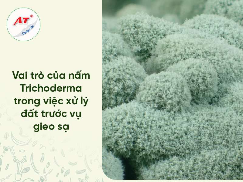 nấm Trichoderma cho lúa