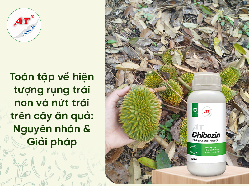 rụng trái non