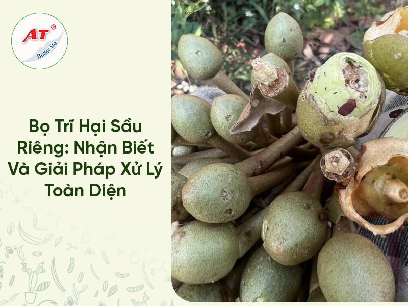 Bọ Trĩ Hại Sầu Riêng: Nhận Biết Và Giải Pháp Xử Lý Toàn Diện