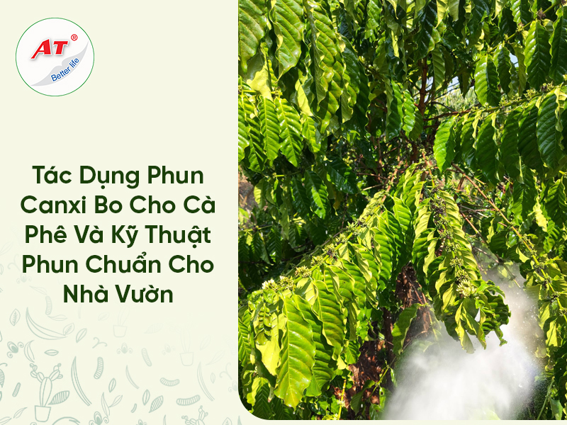 Tác Dụng Phun Canxi Bo Cho Cà Phê Và Kỹ Thuật Phun Chuẩn Cho Nhà Vườn 