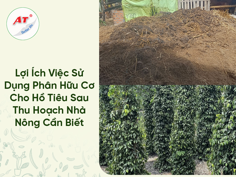 Lợi Ích Việc Sử Dụng Phân Hữu Cơ Cho Hồ Tiêu Sau Thu Hoạch Nhà Nông Cần Biết