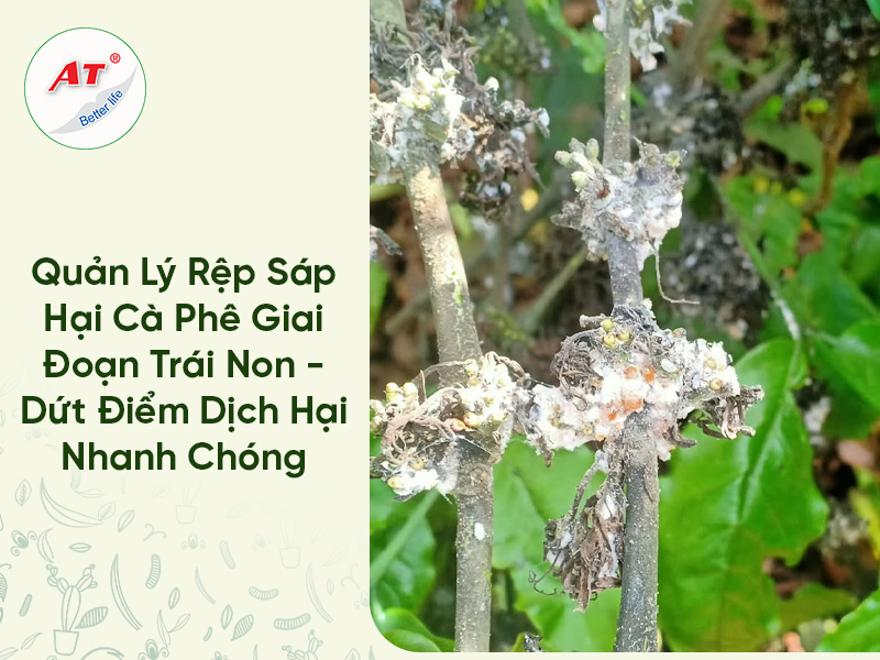 Quản Lý Rệp Sáp Hại Cà Phê Giai Đoạn Trái Non – Dứt Điểm Dịch Hại Nhanh Chóng