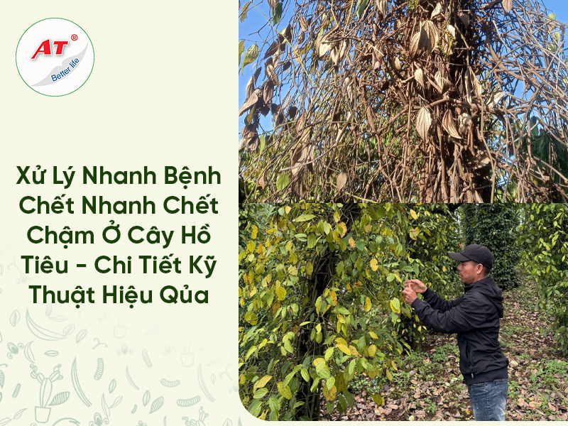 Xử Lý Nhanh Bệnh Chết Nhanh Chết Chậm Cây Hồ Tiêu – Chi Tiết Kỹ Thuật Hiệu Qủa