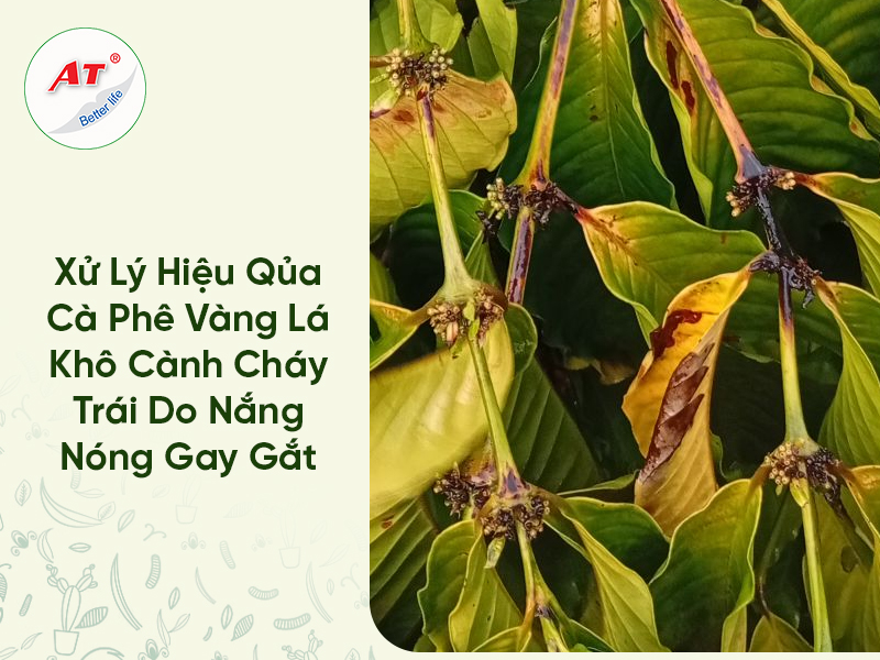 Xử Lý Hiệu Qủa Cà Phê Vàng Lá Khô Cành Cháy Trái Do Nắng Nóng Gay Gắt 