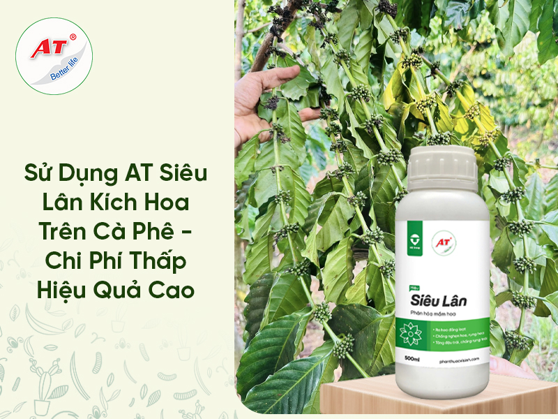 Sử Dụng AT Siêu Lân Kích Hoa Trên Cà Phê – Chi Phí Thấp Hiệu Quả Cao