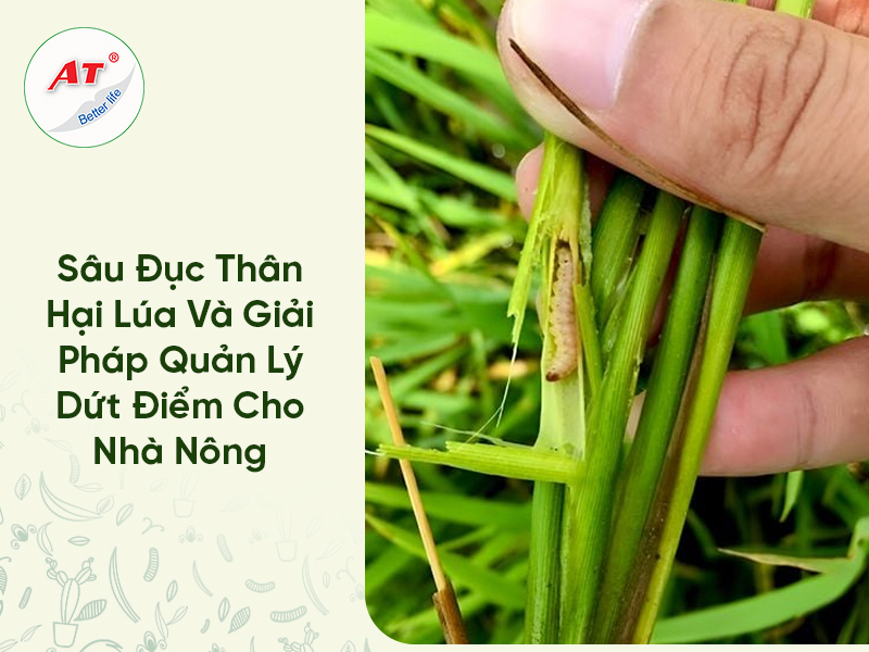 Sâu Đục Thân Hại Lúa Và Giải Pháp Quản Lý Dứt Điểm Cho Nhà Nông 