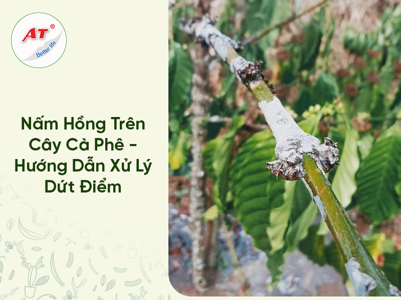 Nấm Hồng Trên Cây Cà Phê – Hướng Dẫn Xử Lý Dứt Điểm