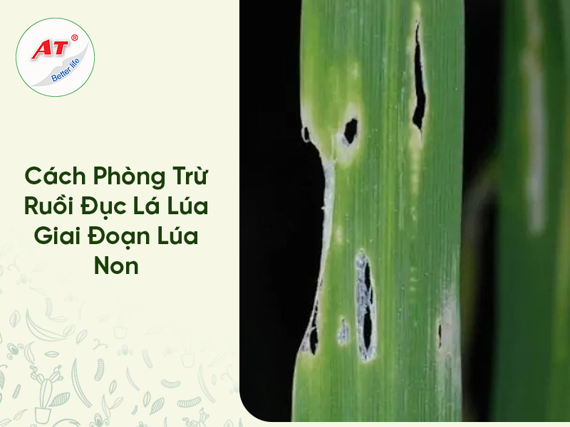 Cách Phòng Trừ Ruồi Đục Lá Lúa Giai Đoạn Lúa Non 