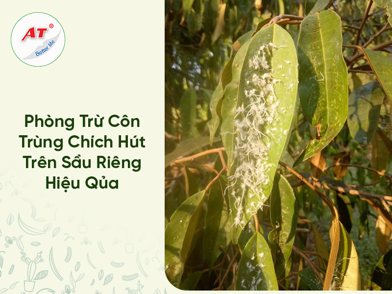 Phòng Trừ Côn Trùng Chích Hút Trên Sầu Riêng Hiệu Quả