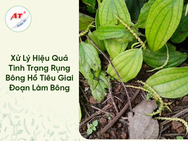 Xử Lý Hiệu Quả Tình Trạng Rụng Bông Hồ Tiêu Giai Đoạn Làm Bông 