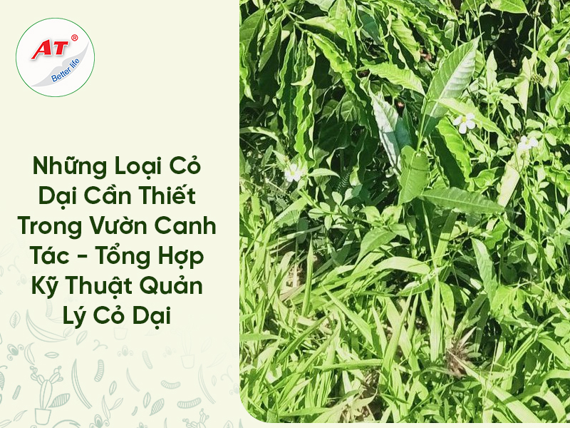 Những Loại Cỏ Dại Cần Thiết Trong Vườn Canh Tác – Tổng Hợp Kỹ Thuật Quản Lý Cỏ Dại