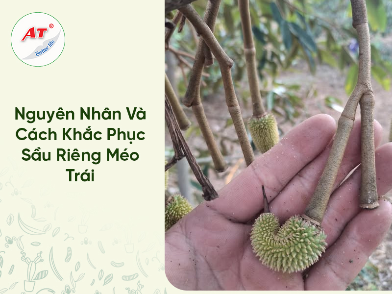 Nguyên Nhân Và Cách Khắc Phục Sầu Riêng Méo Trái 