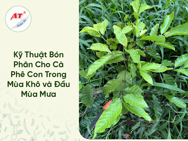 Kỹ Thuật Bón Phân Cho Cà Phê Con Trong Mùa Khô và Đầu Mùa Mưa 