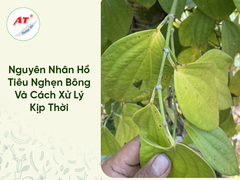 Nguyên Nhân Hồ Tiêu Nghẹn Bông Và Cách Xử Lý Kịp Thời 