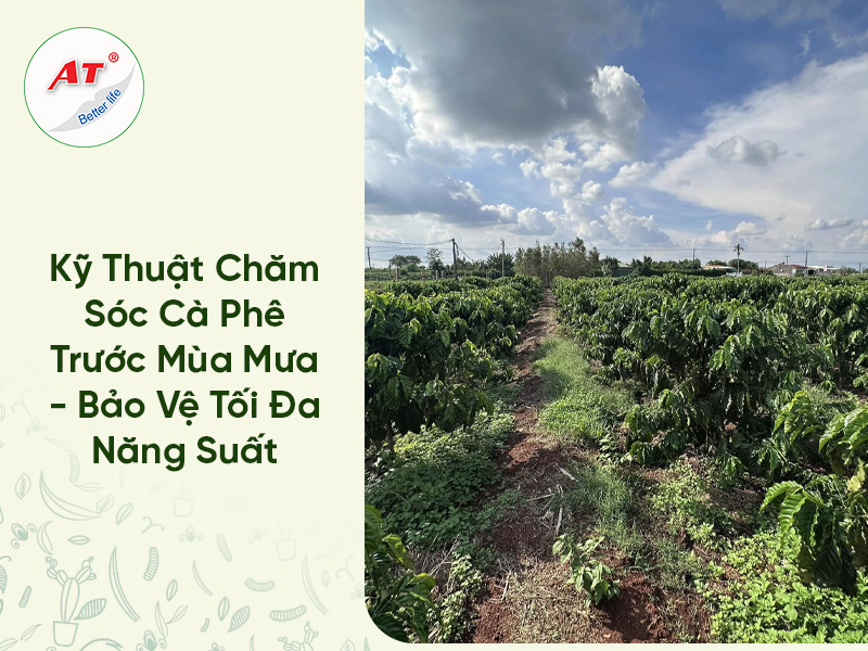 Kỹ Thuật Chăm Sóc Cà Phê Trước Mùa Mưa – Bảo Vệ Tối Đa Năng Suất 