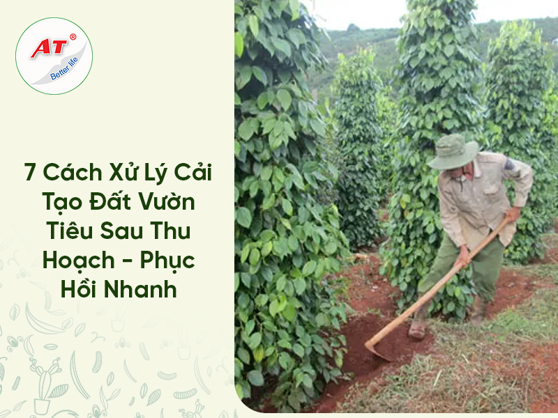 7 Cách Xử Lý Cải Tạo Đất Vườn Tiêu Sau Thu Hoạch – Phục Hồi Nhanh 