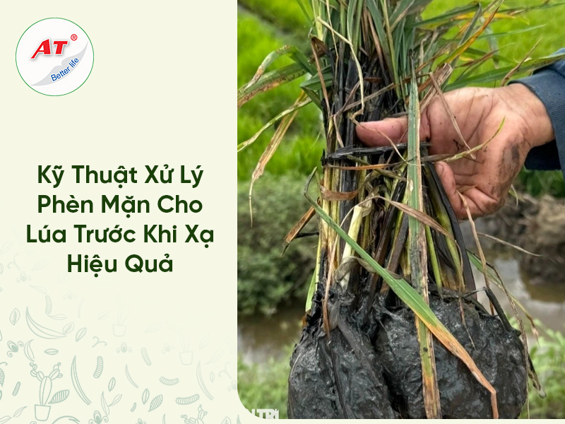 Kỹ Thuật Xử Lý Phèn Mặn Cho Lúa Trước Khi Xạ Hiệu Quả