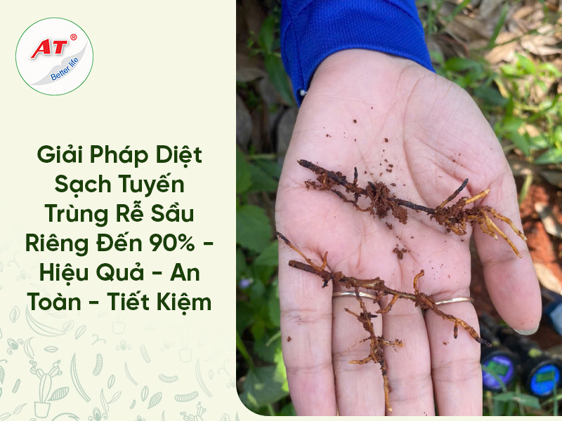 Giải Pháp Diệt Sạch Tuyến Trùng Rễ Sầu Riêng Đến 90% – Hiệu Quả – An Toàn – Tiết Kiệm 