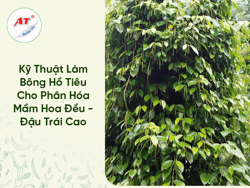 Kỹ Thuật Làm Bông Hồ Tiêu Cho Phân Hóa Mầm Hoa Đều – Đậu Trái Cao 