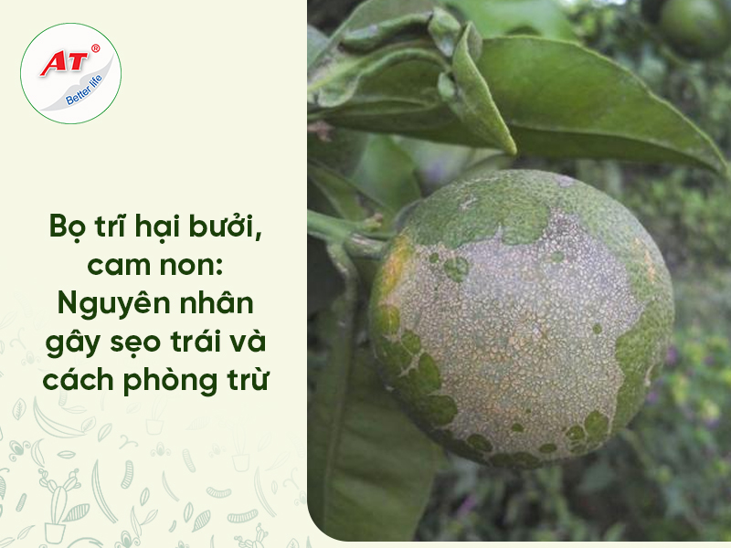 Nhện đỏ hại bưởi