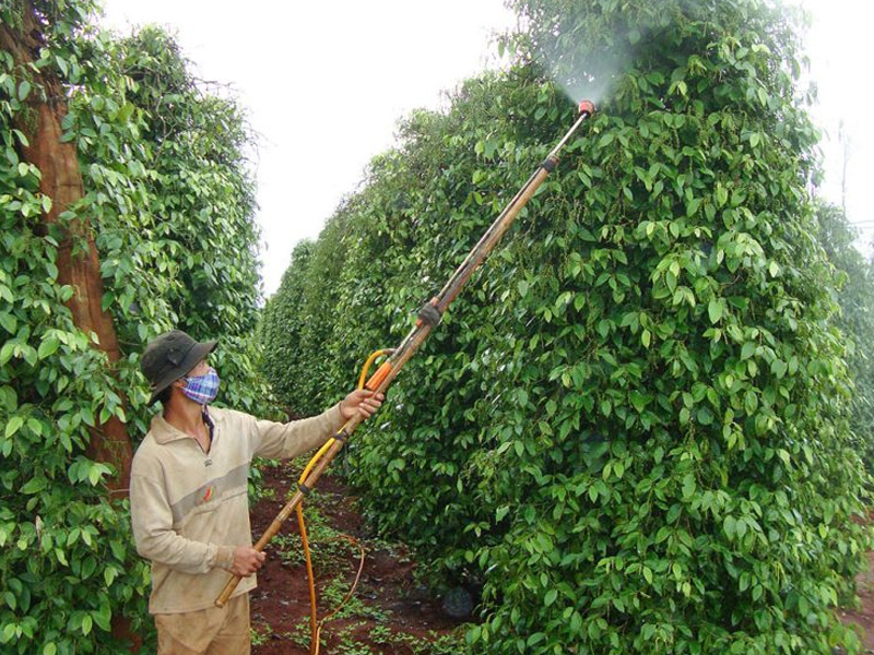 Rửa vườn tiêu sau thu hoạch