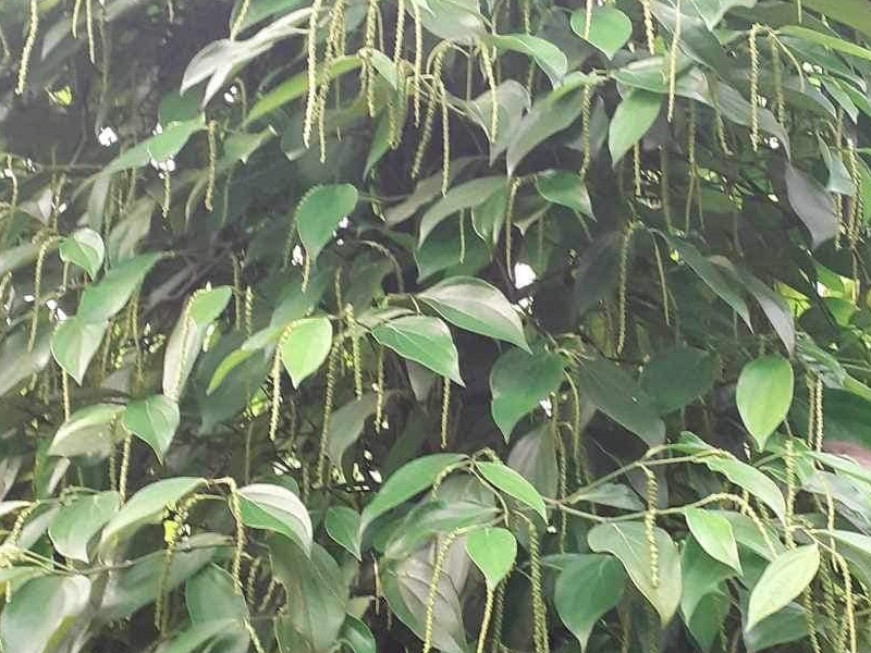 Kinh Nghiệm Làm Bông Hồ Tiêu Hiệu Qủa - Tăng Năng Suất Mùa Vụ Gấp 3 Lần