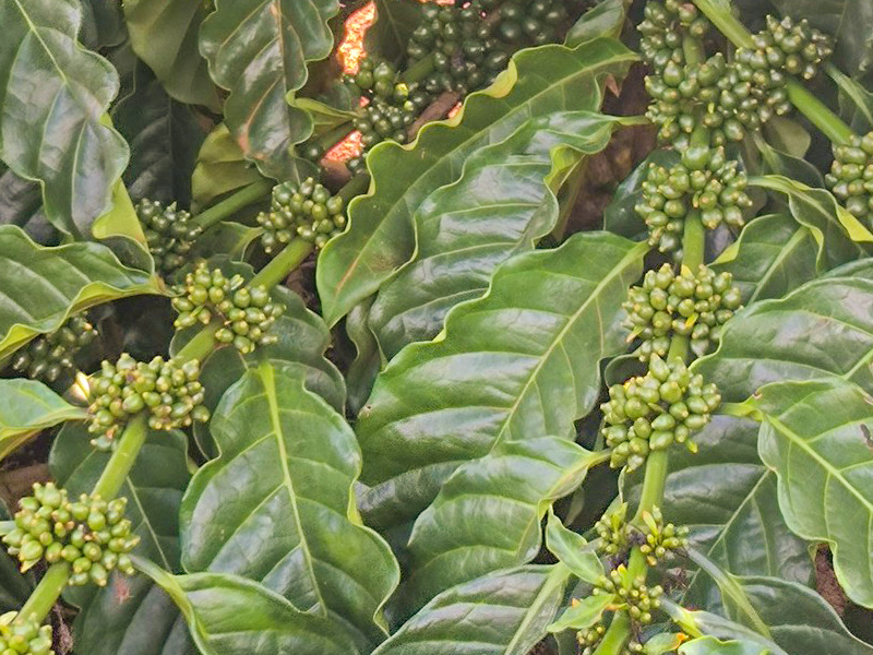 Tầm Quan Trọng Của Trung Vi Lượng Với Cây Trồng 