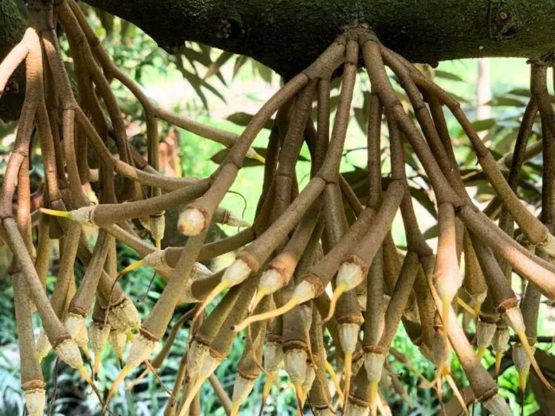 Kỹ thuật cho sầu riêng xổ nhụy đồng loạt