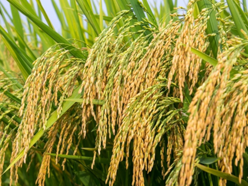 Các Biện Pháp Để Gia Tăng Năng Suất Lúa Đơn Giản - Hiệu Quả - Tiết Kiệm Cho Nhà Nông