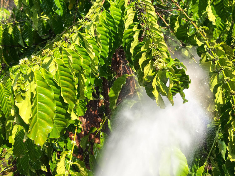 Tác Dụng Phun Canxi Bo Cho Cà Phê Và Kỹ Thuật Phun Chuẩn Cho Nhà Vườn 