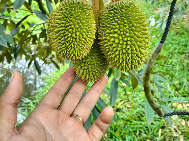 Kỹ Thuật Tạo Gai Nhím Sầu Riêng - Trái Đẹp Mã - Nâng Cao Gía Trị Thương Phẩm