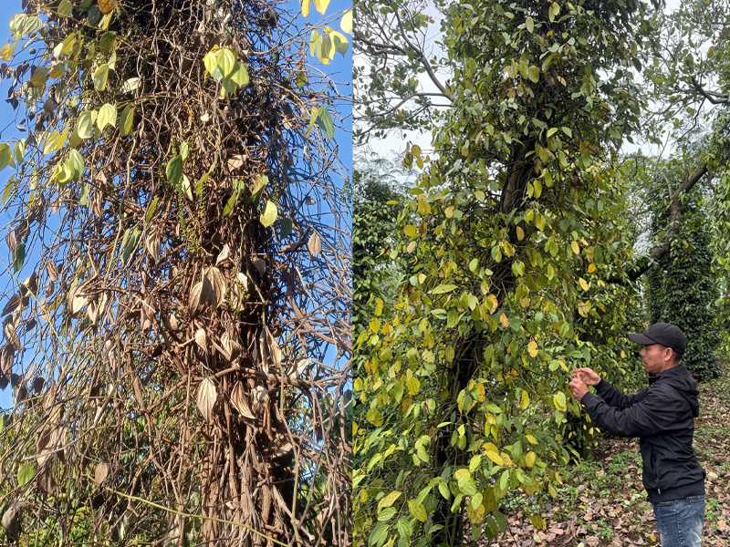 Xử Lý Nhanh Bệnh Chết Nhanh Chết Chậm Cây Hồ Tiêu - Chi Tiết Kỹ Thuật Hiệu Qủa