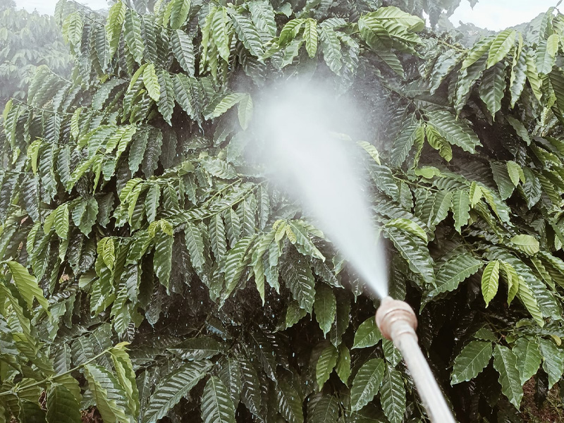 Kỹ Thuật Bón Phân Cho Cà Phê Giai Đoạn Nuôi Trái Non