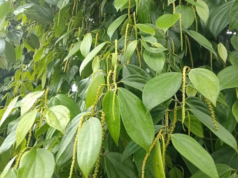 Quy Trình Siết Nước Làm Bông Hồ Tiêu Đúng Chuẩn - Tỷ Lệ Bông Đậu Cao