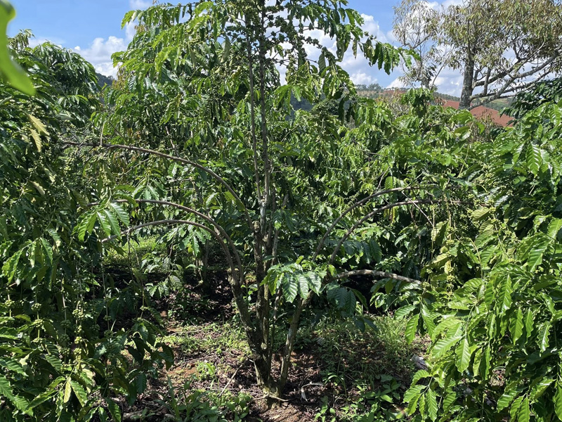 Kỹ Thuật Làm Cà Phê Thả Ngọn Cho Nhà Vườn - Đơn Giản - Năng Suất Cao 