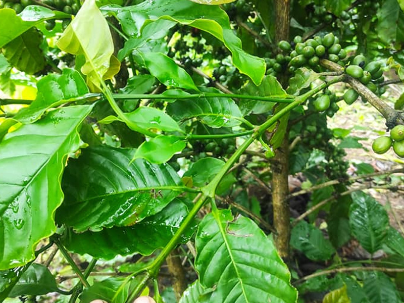 Kỹ Thuật Nuôi Cành Tăm Dự Trữ Cà Phê Vào Mùa Khô - Hiệu Quả Và Năng Suất